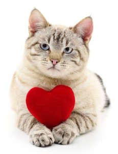 Cat Lovers Vet Clinic Frankston